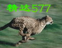猎豹.gif
