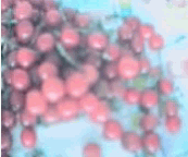 樱逃01.GIF