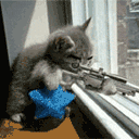 猫.gif