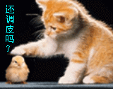 猫.gif