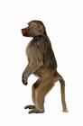 monkey.jpg