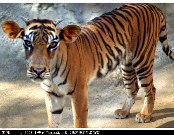 虎5.jpg