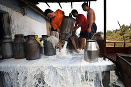 在毒牛奶事件曝光后奶制品生产企业削减了产量，
