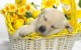 1920DOG_7019-small[1].jpg
